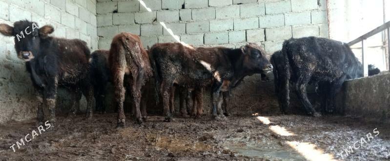 öküz 9sany - Gökdepe - img 8