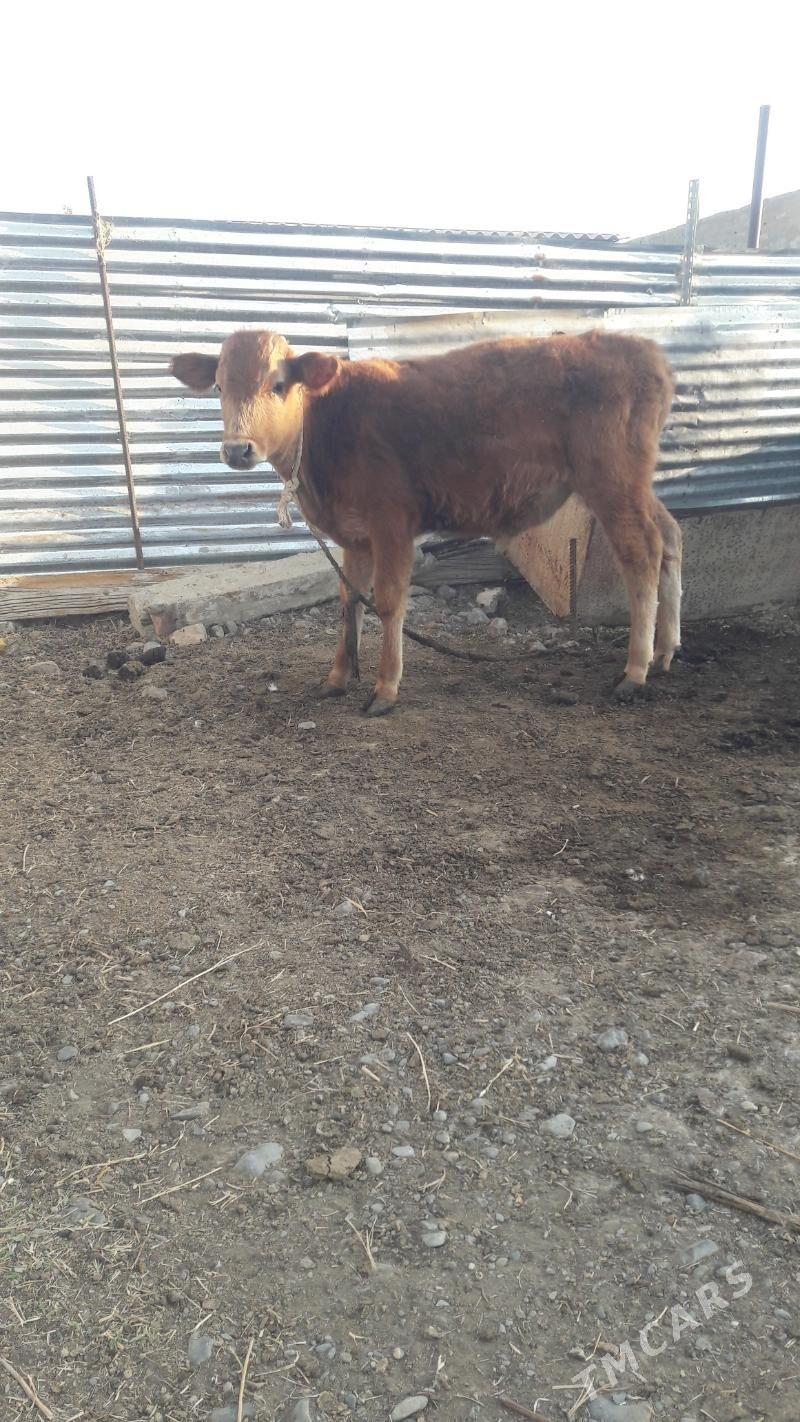 okuz - Gökdepe - img 3