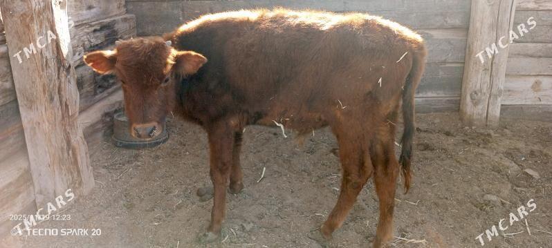 okice - Jebel - img 2