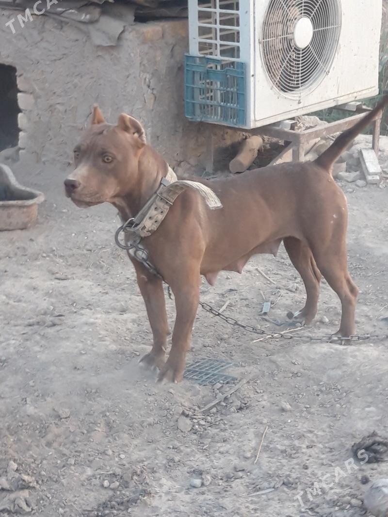 pidbul - Дянев - img 2