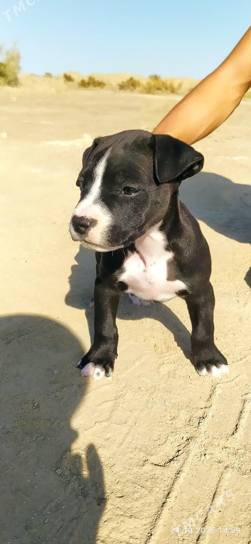 pitbul - Сейди - img 2