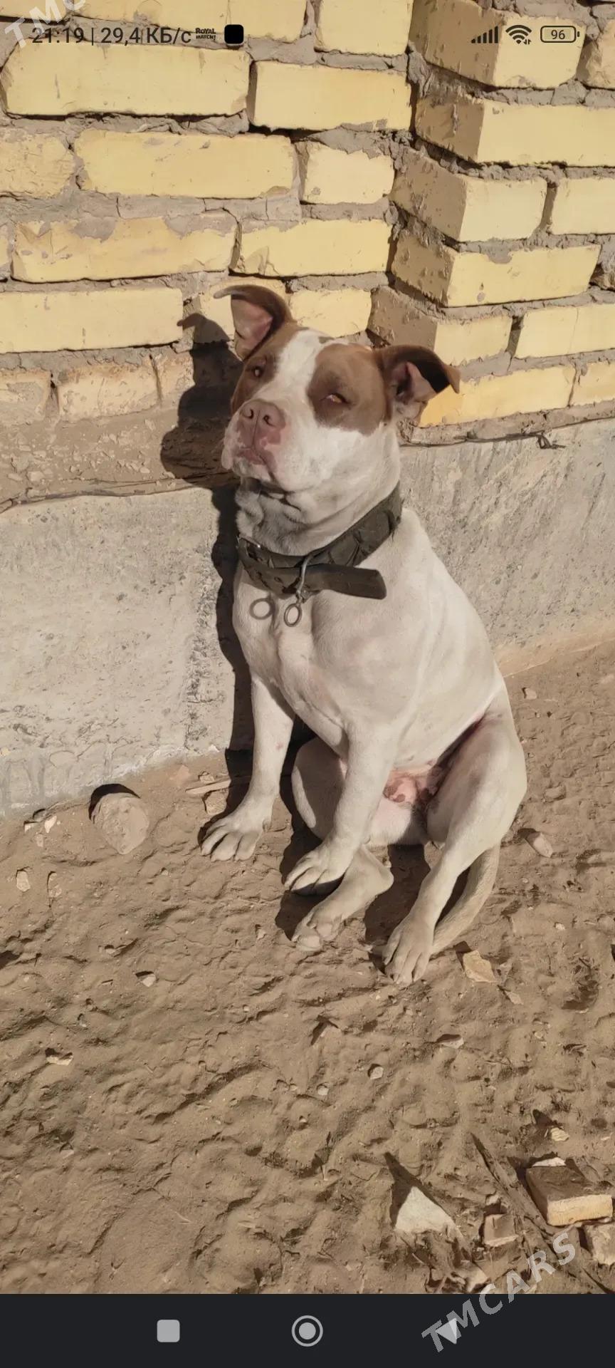 pitbul - Сейди - img 3