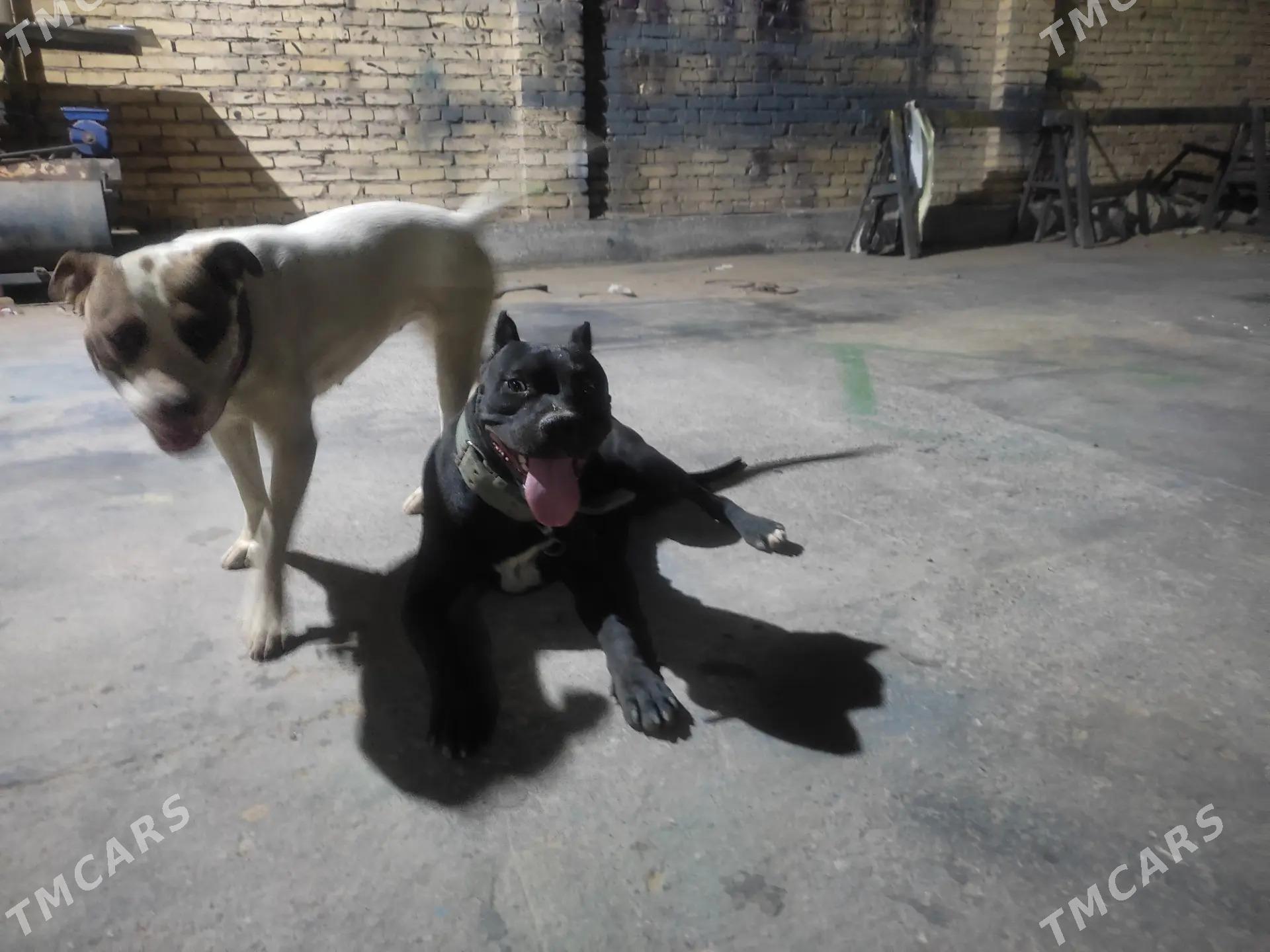 pitbul - Сейди - img 4