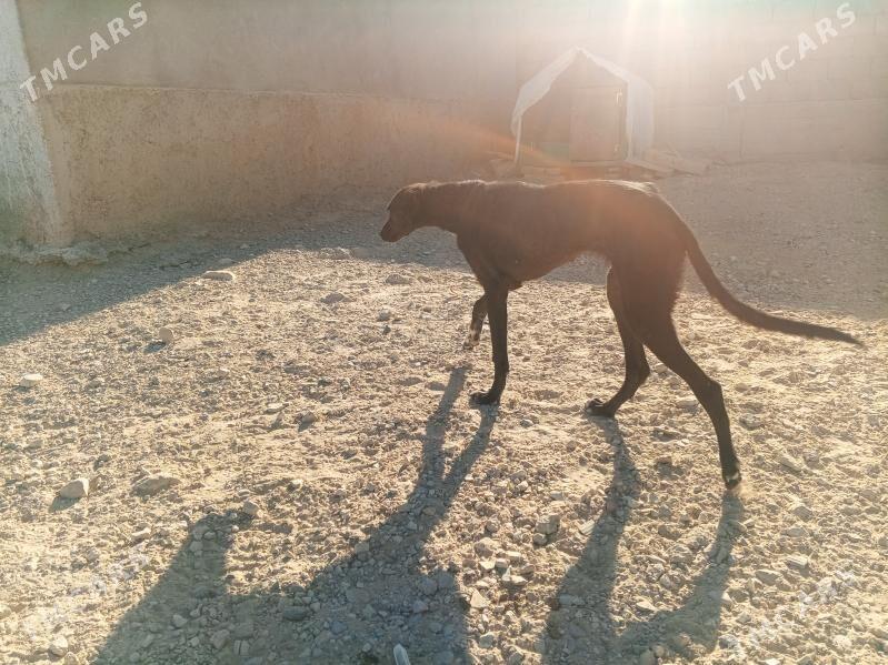 tazy - Jebel - img 3