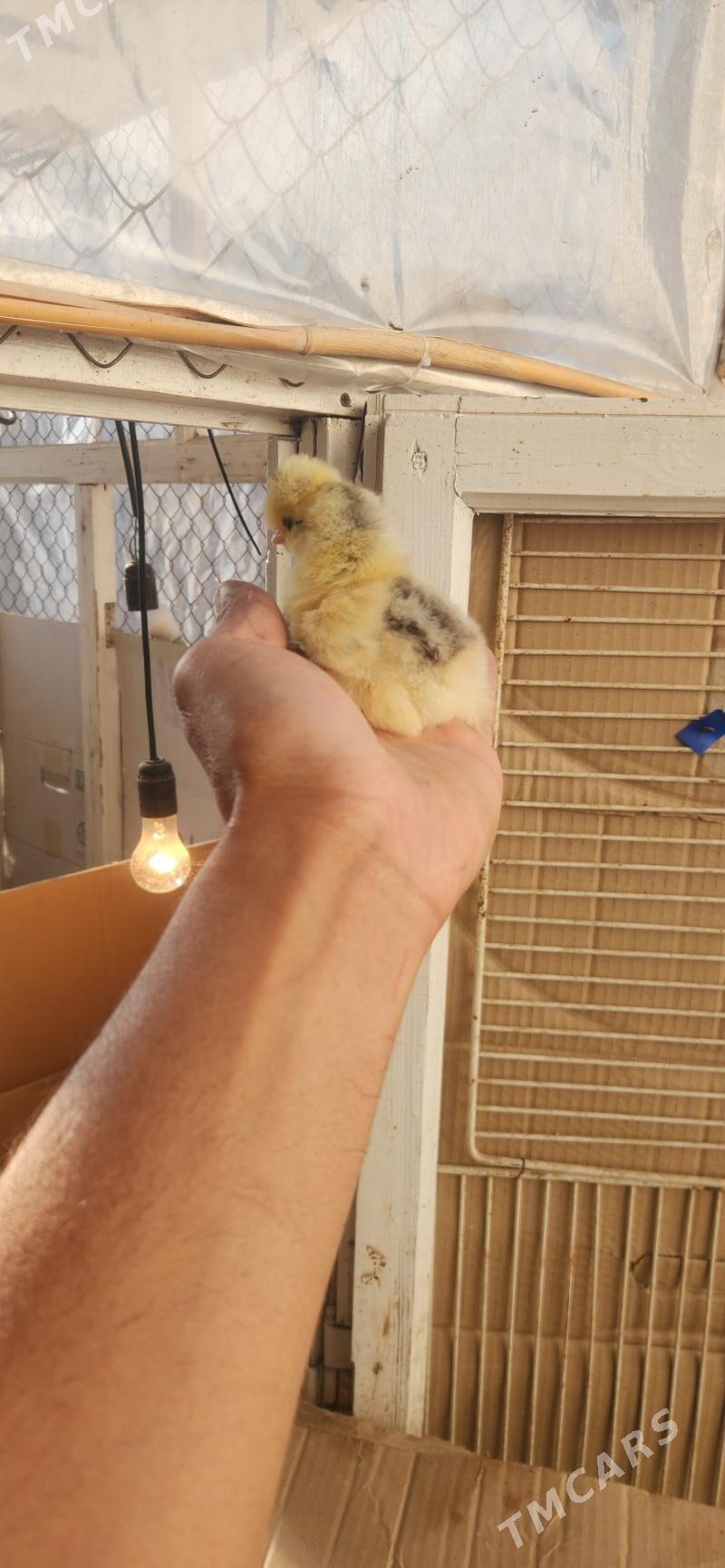 balgar juyje - Чоганлы - img 2