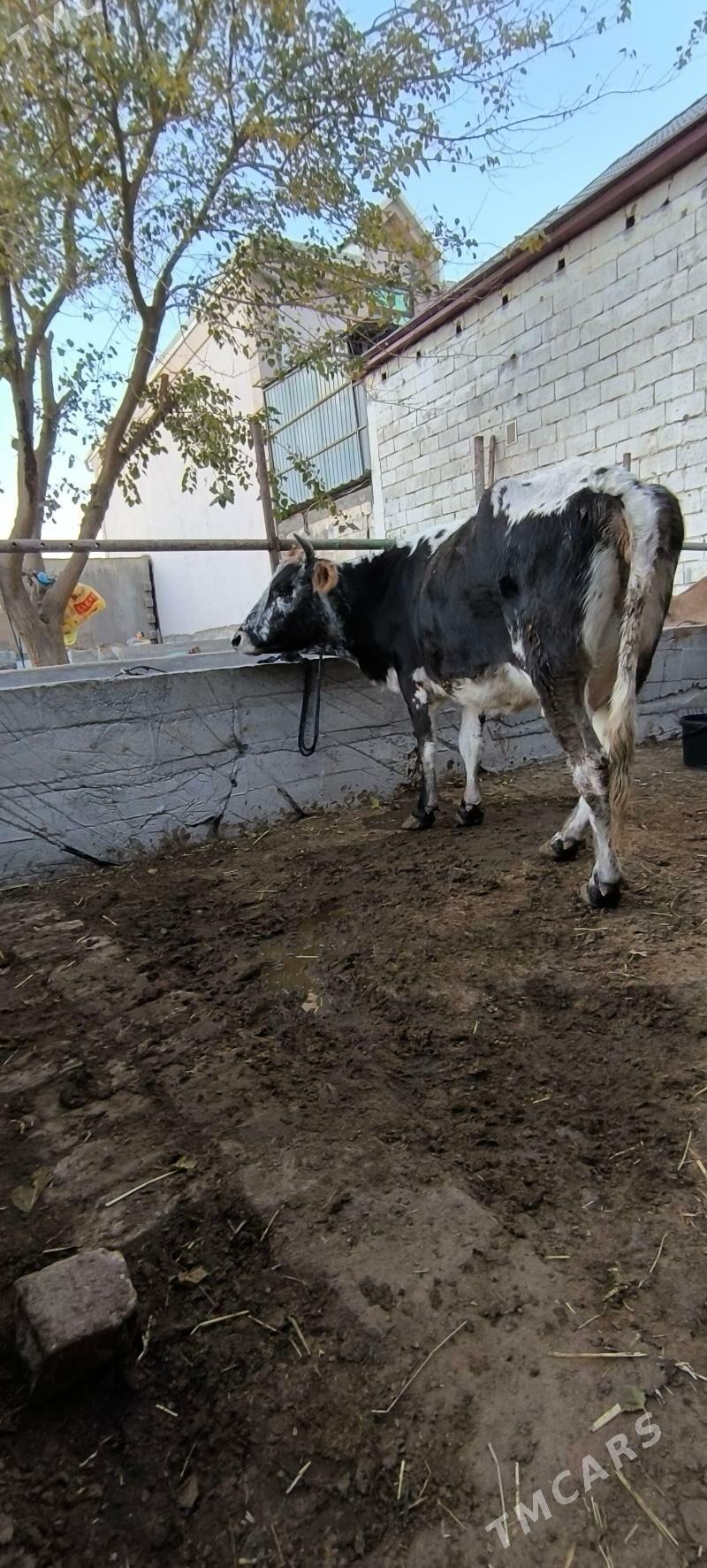 Goleli sygyr - Çoganly - img 3