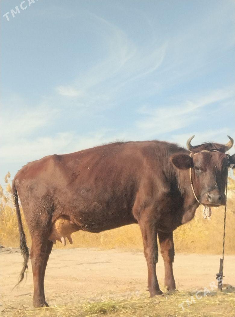 arginal burlat goleli sygyr - Чарджоу - img 3