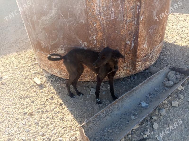 tazy - Jebel - img 2