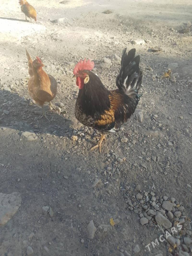 Horaz - Махтумкули - img 2