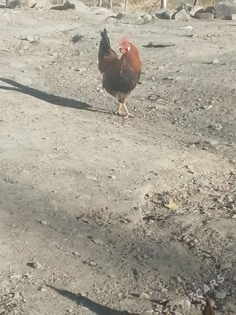 Horaz - Махтумкули - img 4