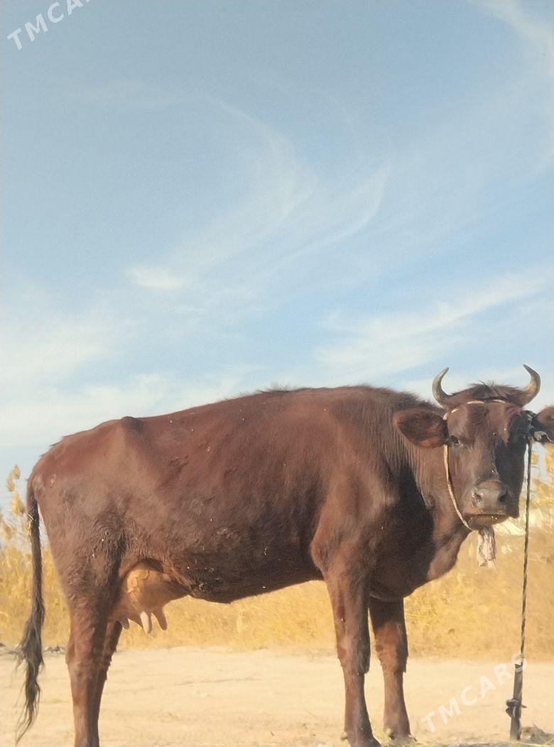 arginal burlat goleli sygyr - Чарджоу - img 2