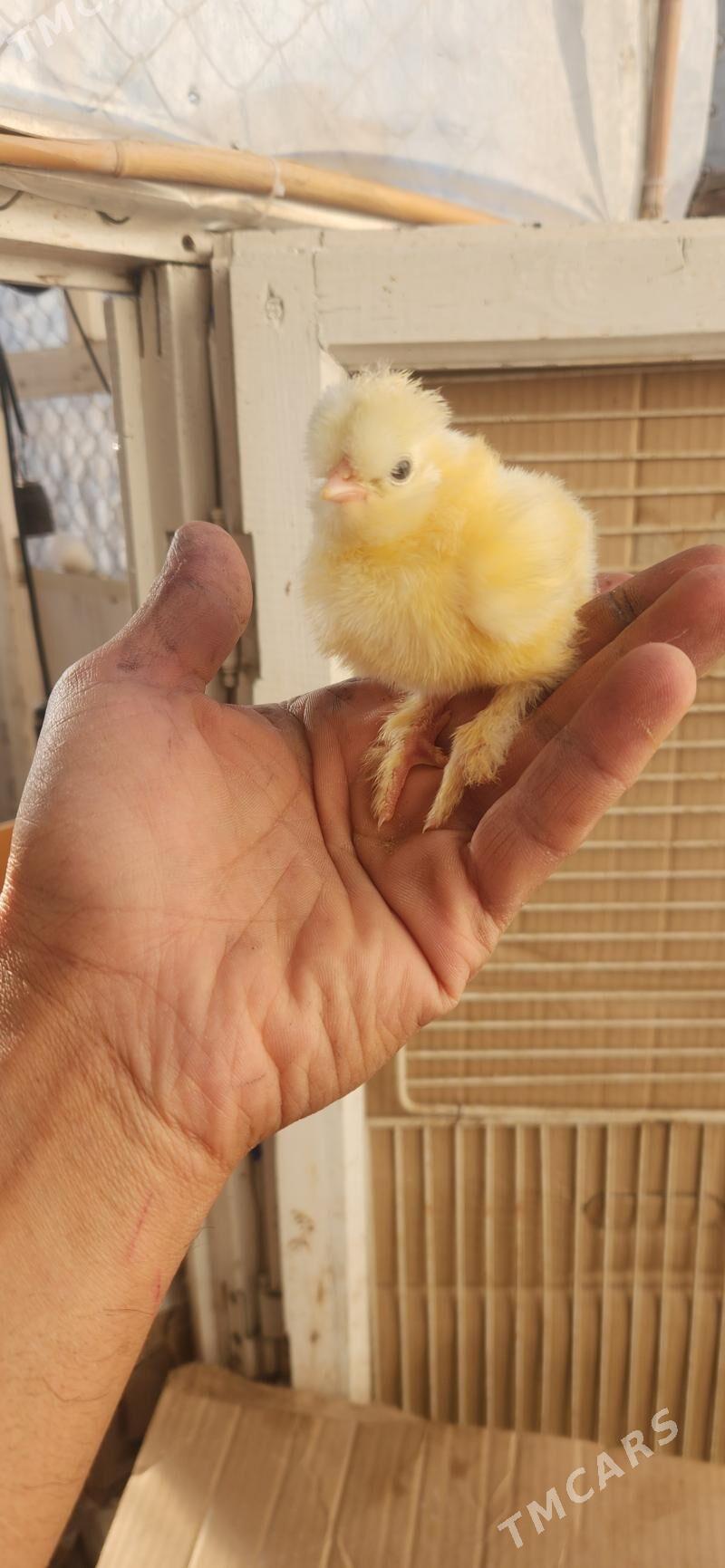 balgar juyje - Чоганлы - img 3