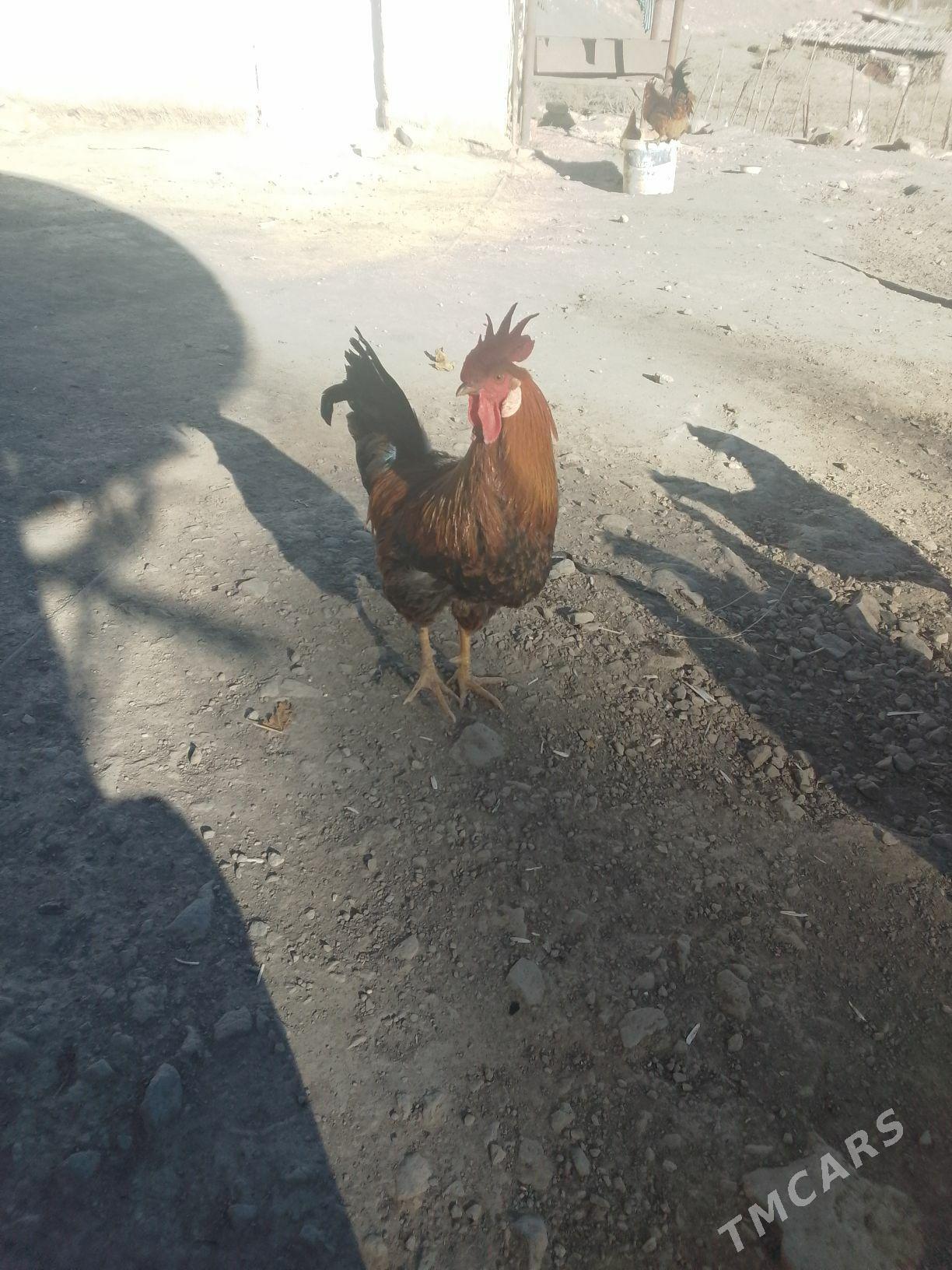 Horaz - Махтумкули - img 3