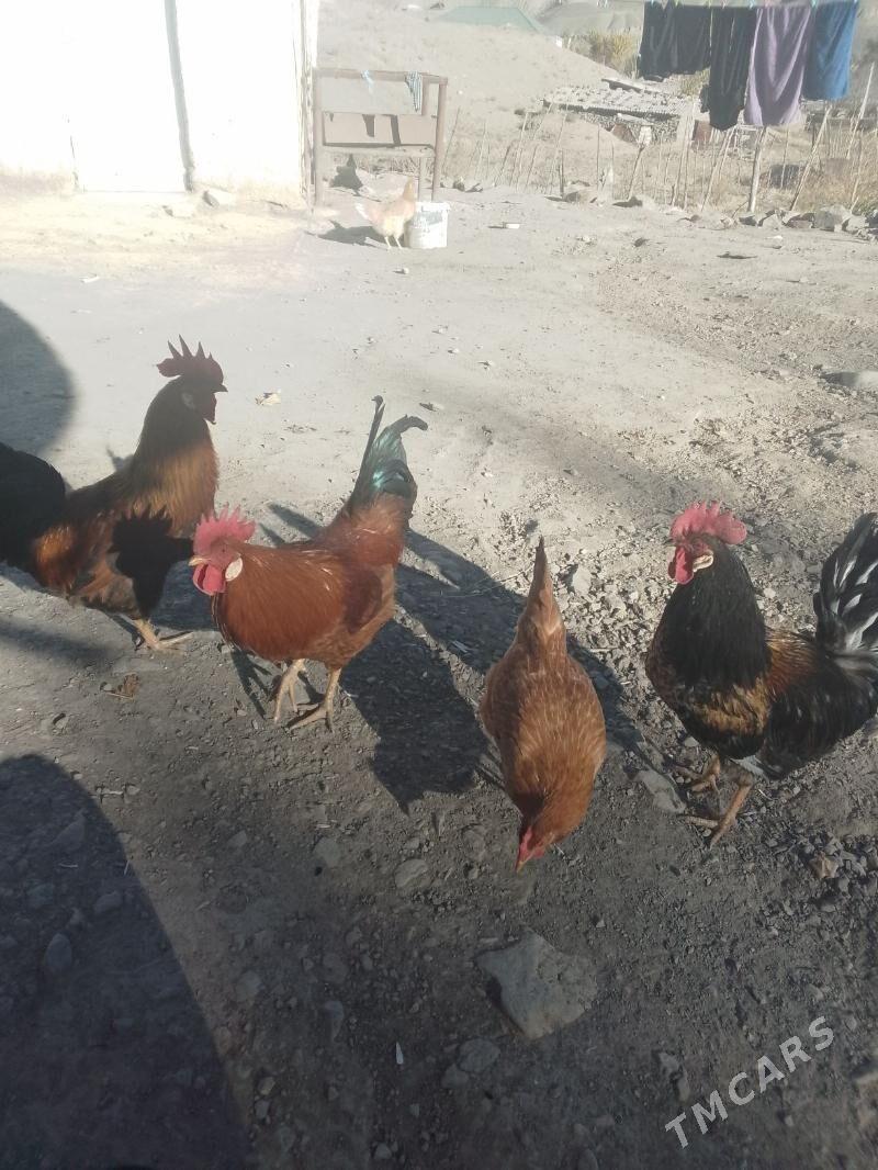 Horaz - Махтумкули - img 5