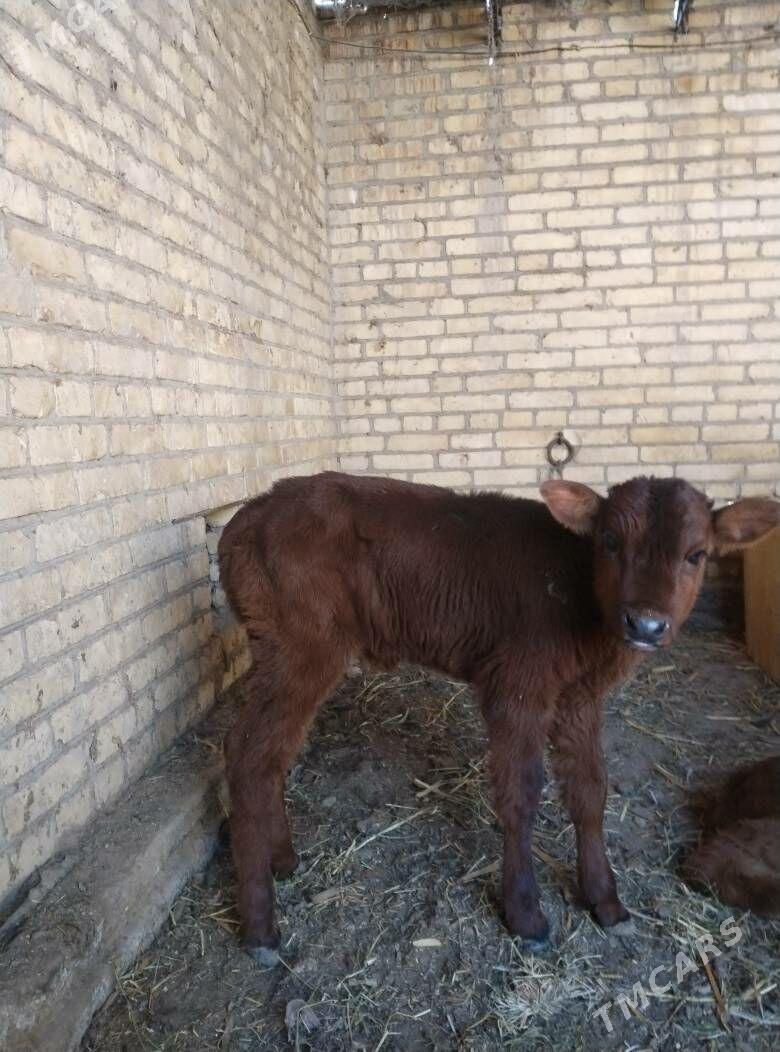 arginal burlat goleli sygyr - Чарджоу - img 5