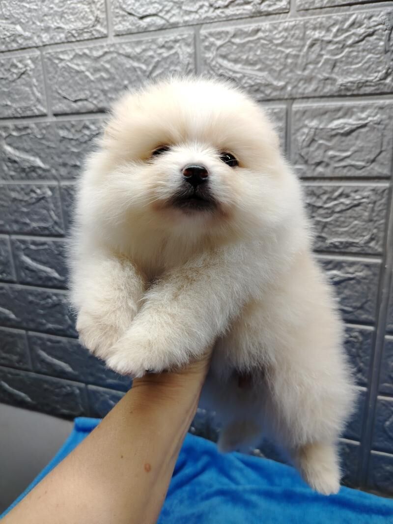 Шпиц - Ашхабад - img 3