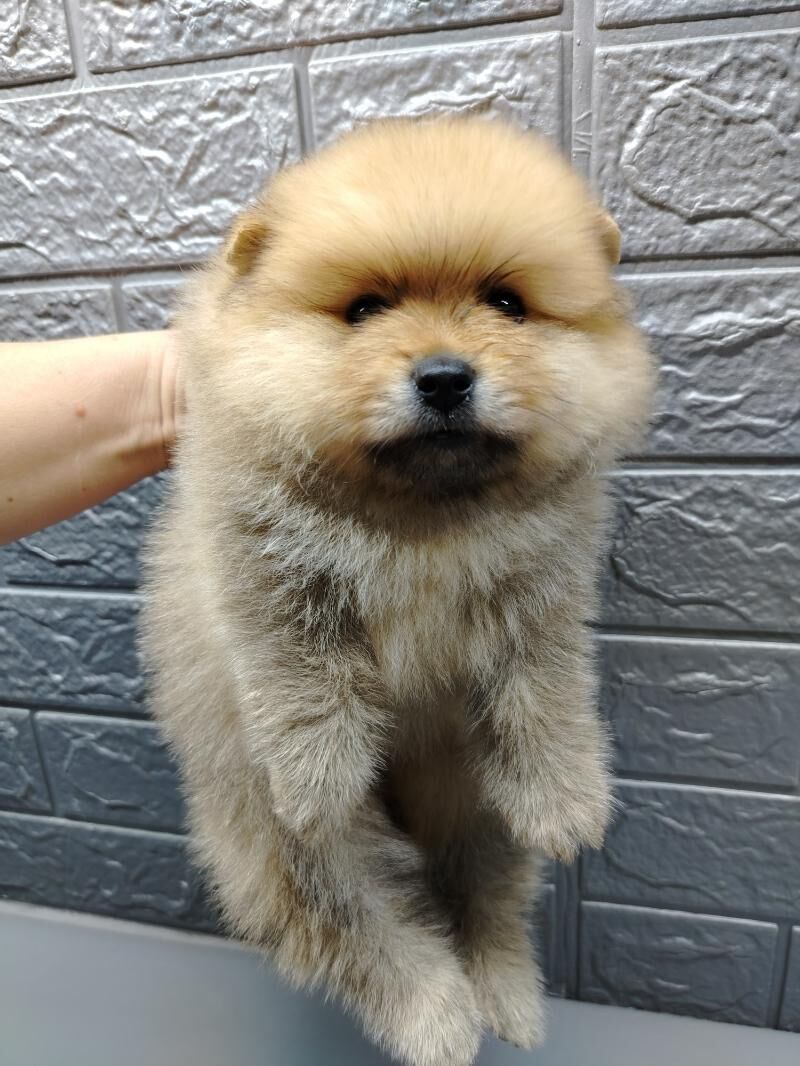 Шпиц - Ашхабад - img 9