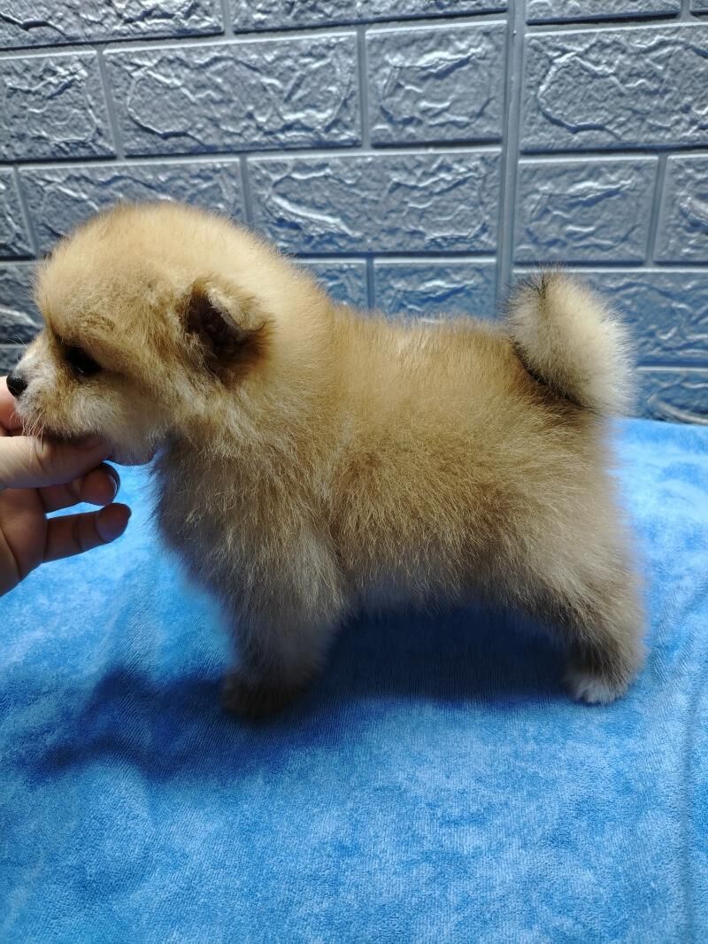 Шпиц - Ашхабад - img 5