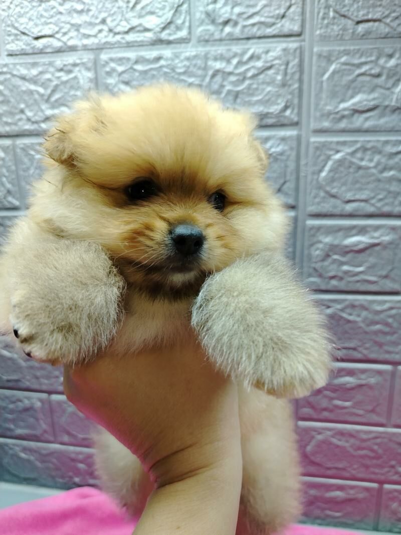 Шпиц - Ашхабад - img 10