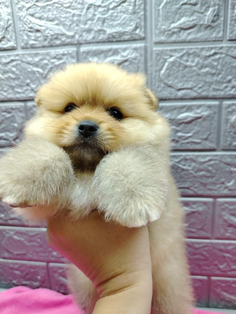 Шпиц - Ашхабад - img 8