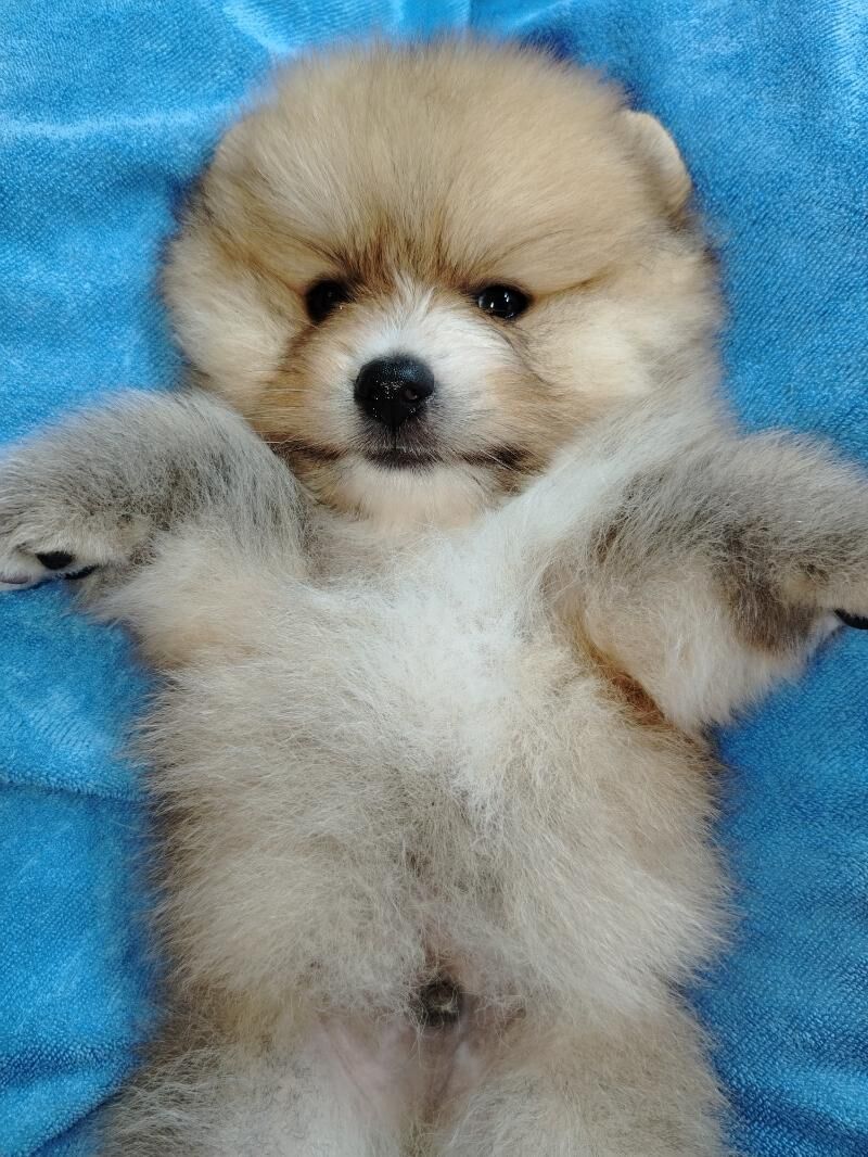 Шпиц - Ашхабад - img 6