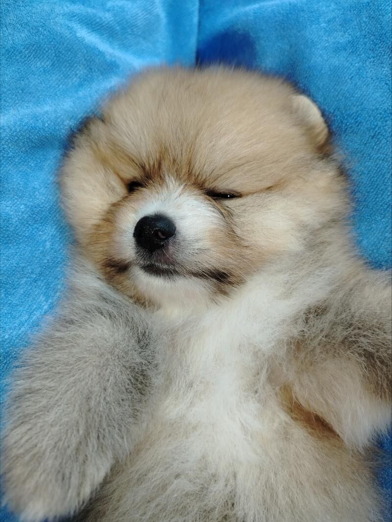 Шпиц - Ашхабад - img 7