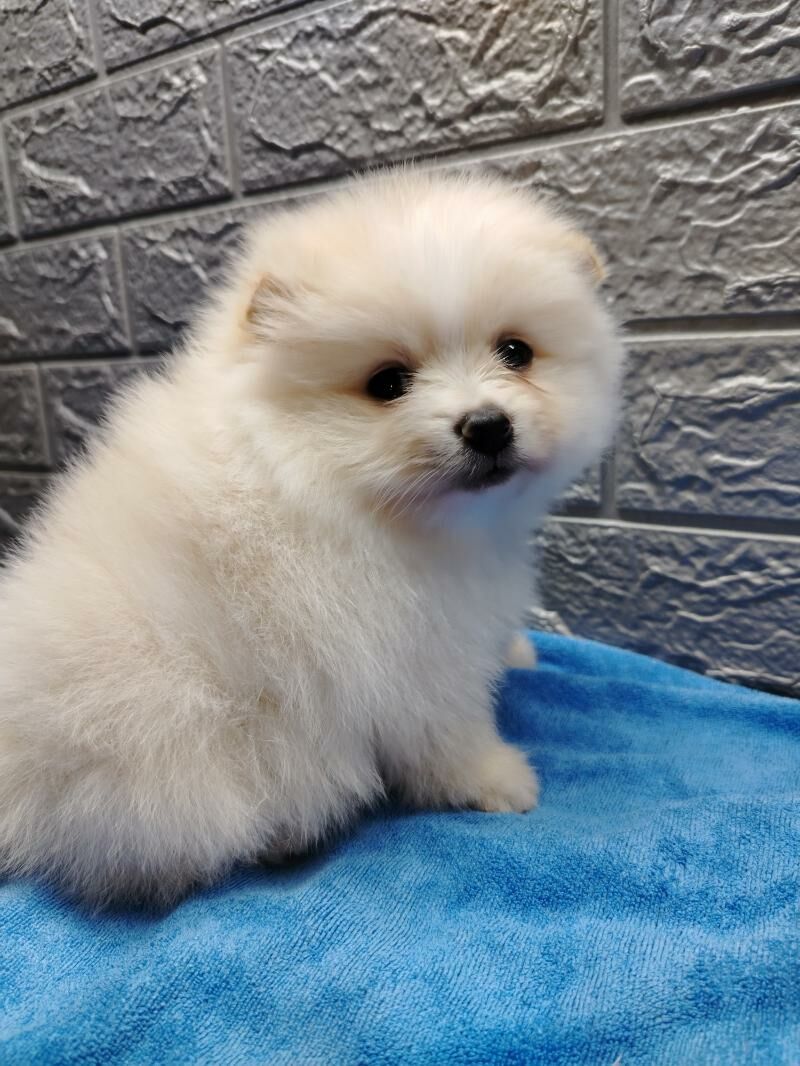 Шпиц - Ашхабад - img 4