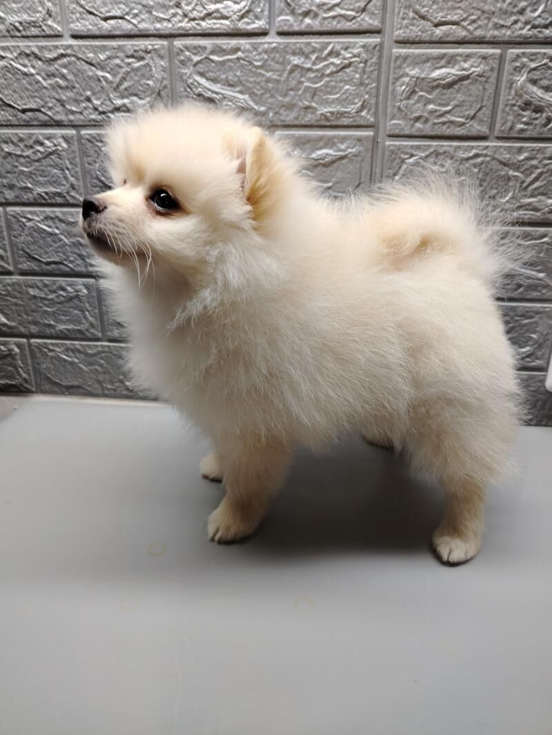 Шпиц - Ашхабад - img 2