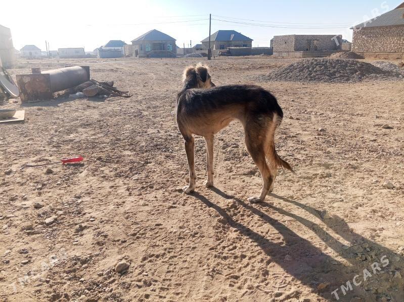 tazy - Jebel - img 2