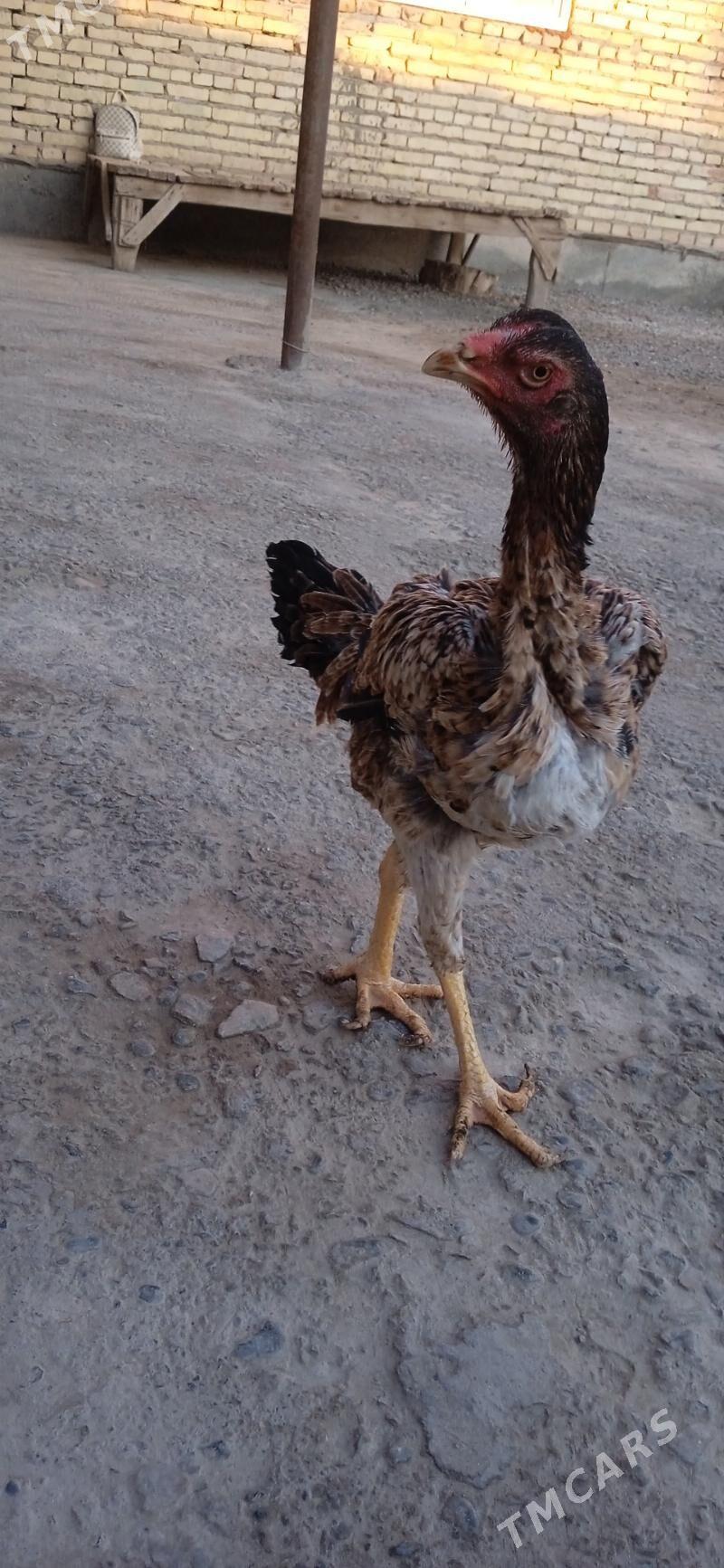 байсов товук - Çärjew - img 2