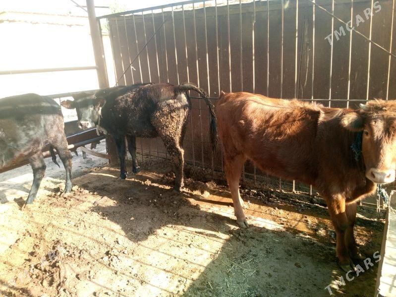 bakylan  semiz gulajynlar - Мары - img 2