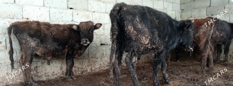 öküz 9sany - Gökdepe - img 3