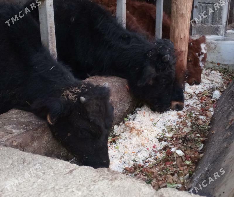 öküz 9sany - Gökdepe - img 6