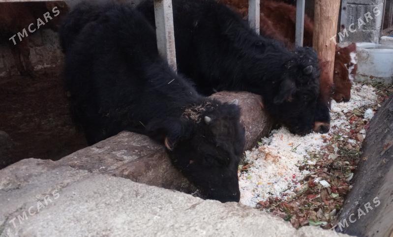 öküz 9sany - Gökdepe - img 2