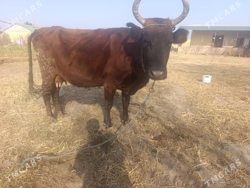 Uly sygyr - Dänew - img 2