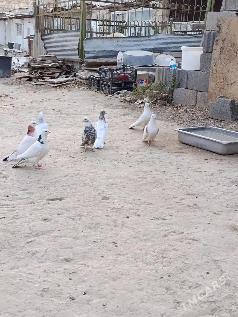 kepderi - Köşi - img 2