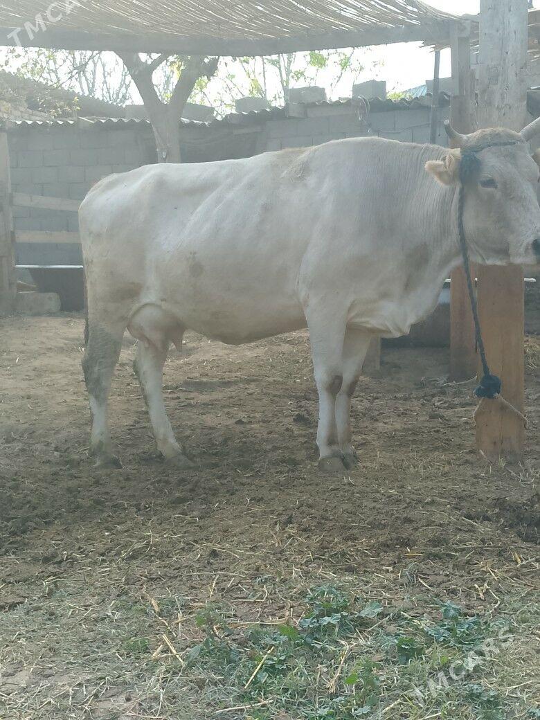 Göleli Sygyr - Çoganly - img 2