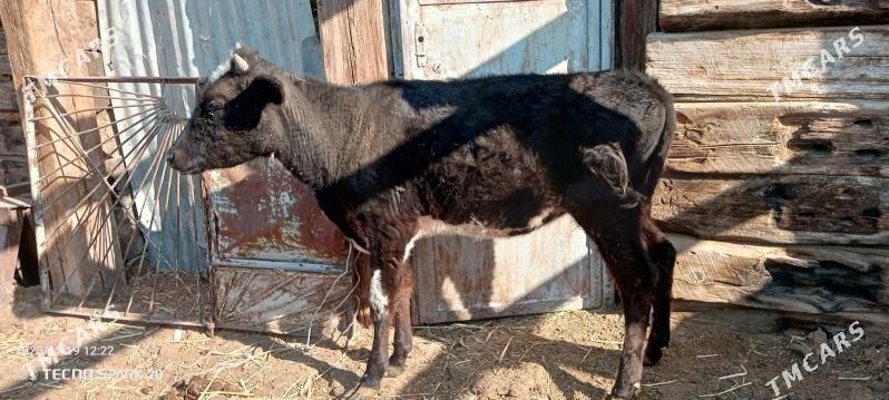 gacar - Джебел - img 2