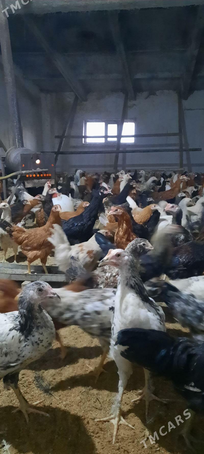 juje - Чарджоу - img 2