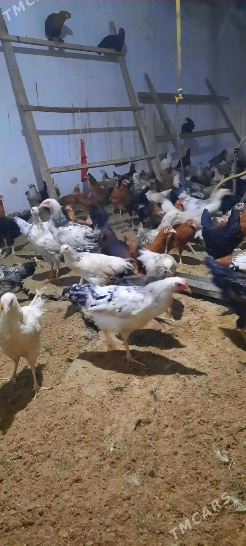 juje - Чарджоу - img 3