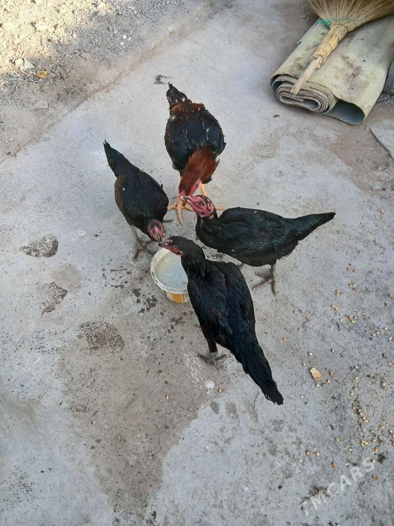 taskent - Hitrowka - img 2