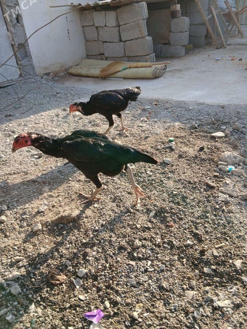 taskent - Hitrowka - img 1