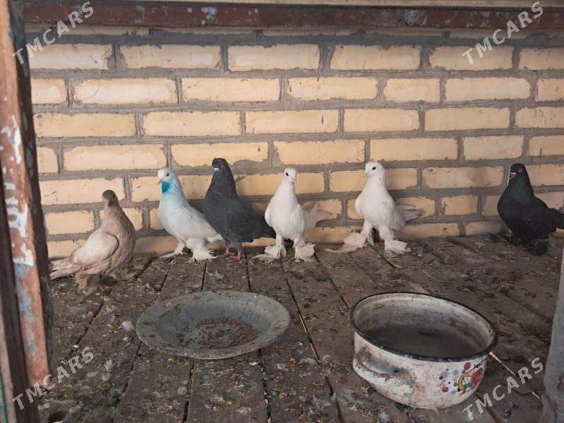 kepter - Türkmenabat - img 1