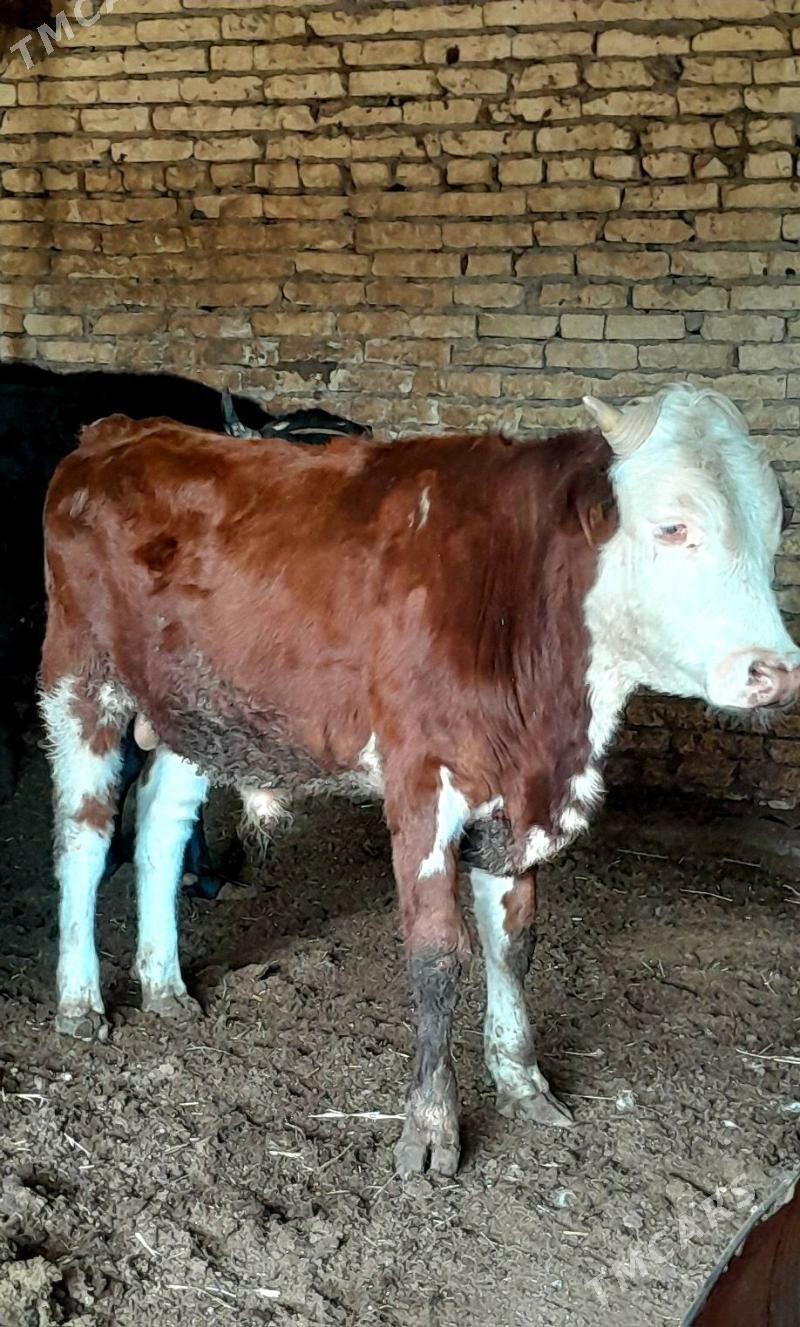 Simental okuz - Türkmenabat - img 2