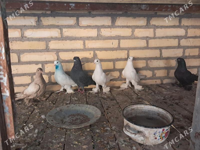 kepter - Türkmenabat - img 2