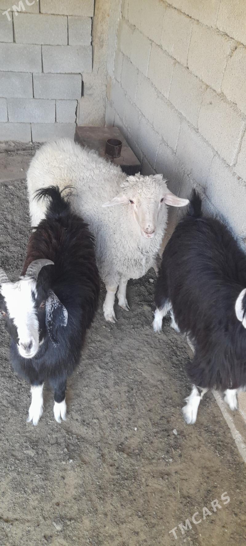 Tokli - Гарадамак - img 3