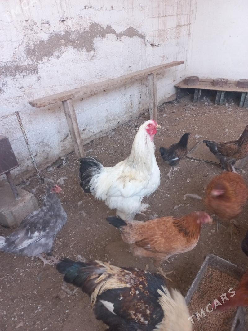 horaz - Балканабат - img 2