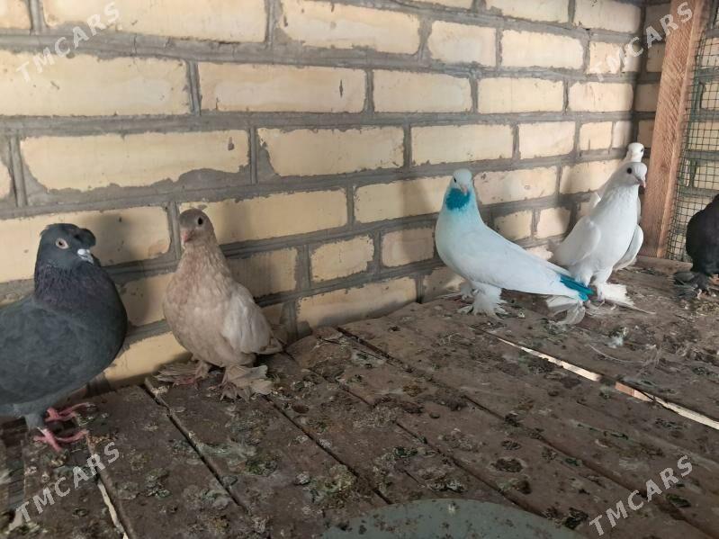 kepter - Türkmenabat - img 3