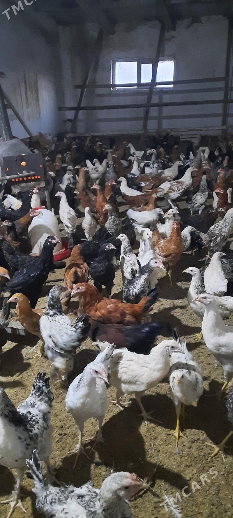 juje - Чарджоу - img 1