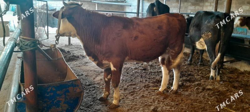 Simental okuz - Türkmenabat - img 3